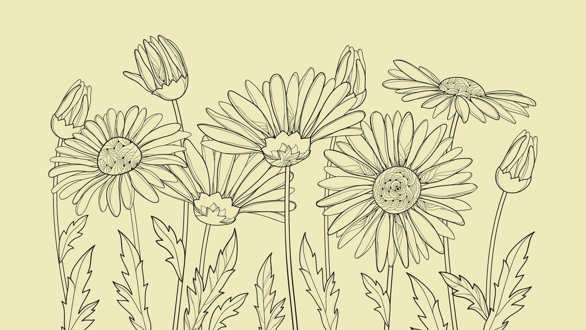 The Power of Chamomile Oil