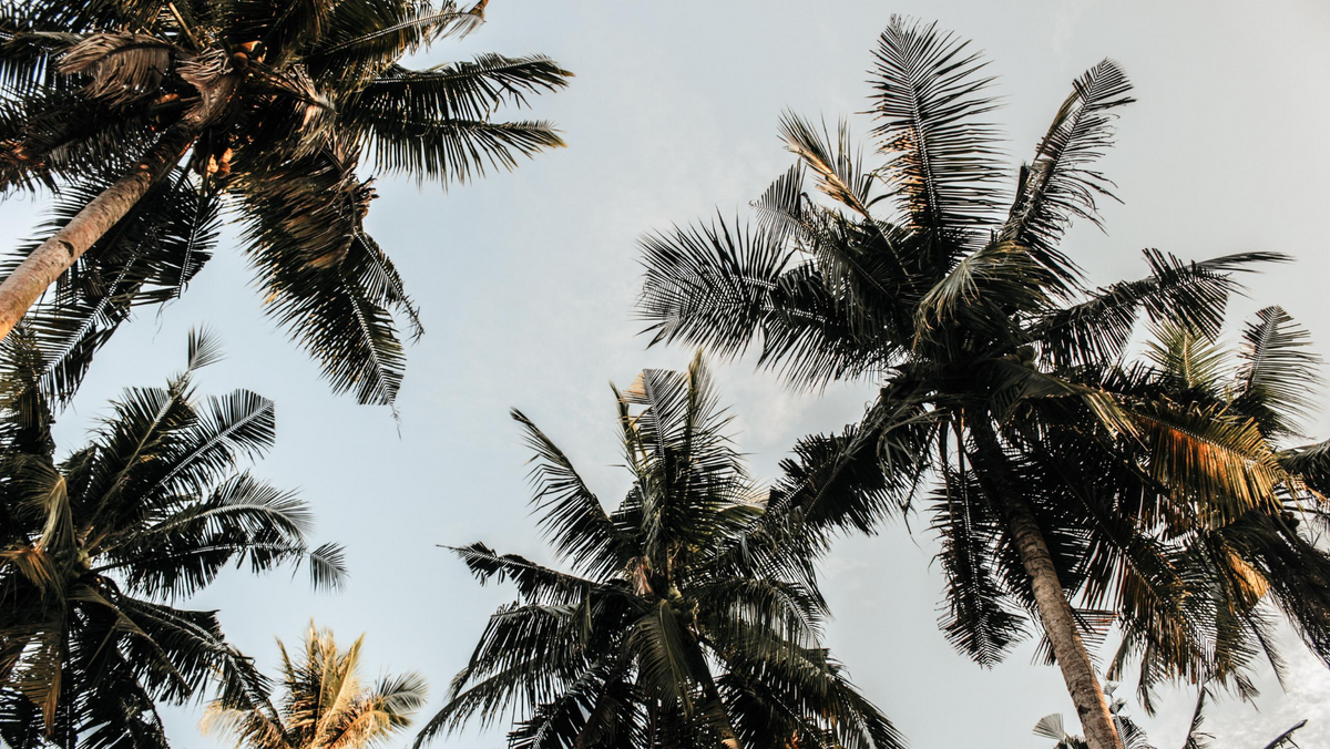 10 Health Benefits of Coconut Oil